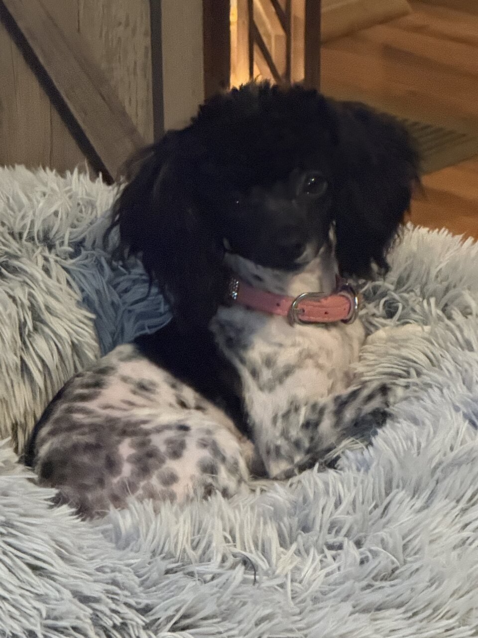 Ellies female pup litter 2_Easy-Resize.com